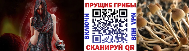Псилоцибиновые грибы Psilocybine cubensis Баксан